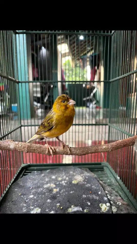 Kenari Loper Ijo Botol Rajin Bunyi