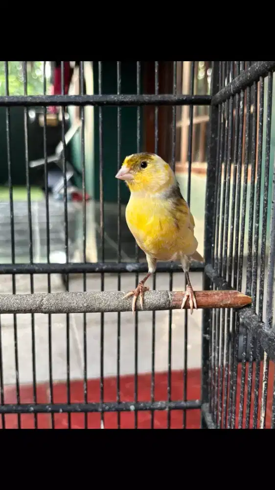 Kenari Loper Betina