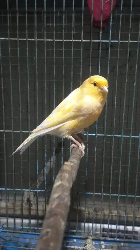 Burung kenari AF betina siapan