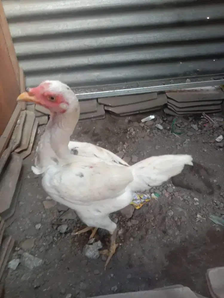 Ayam babon pakhoi