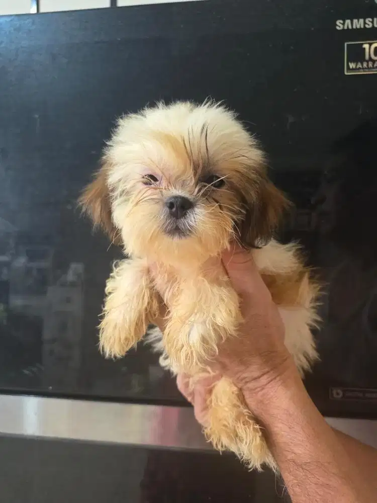 Pure Shitzu no mix lucuu