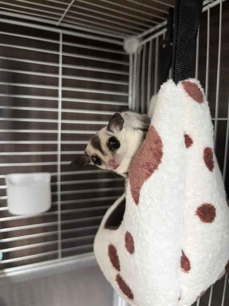 SUGAR GLIDER WHITE FACE (BETINA)