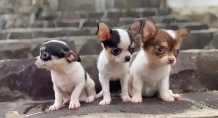 Anak Anjing Chihuahua