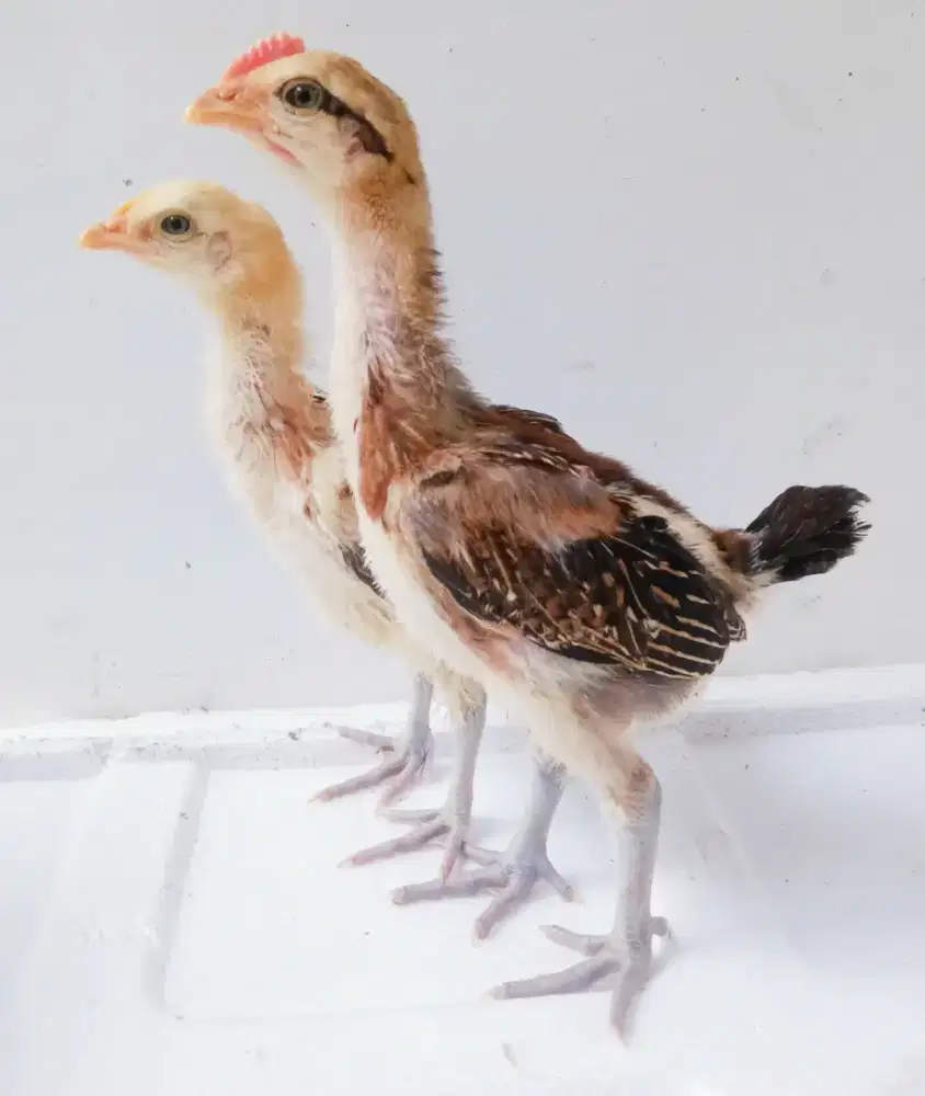 AYAM PELUNG ANAKAN