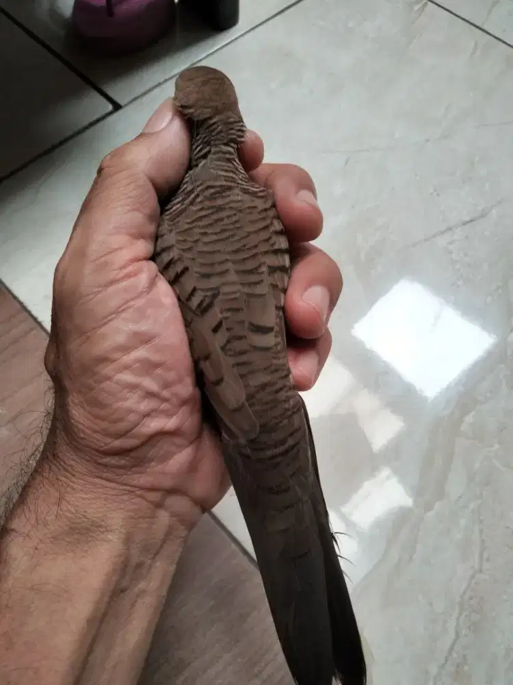 Perkutut katuranggan udan mas