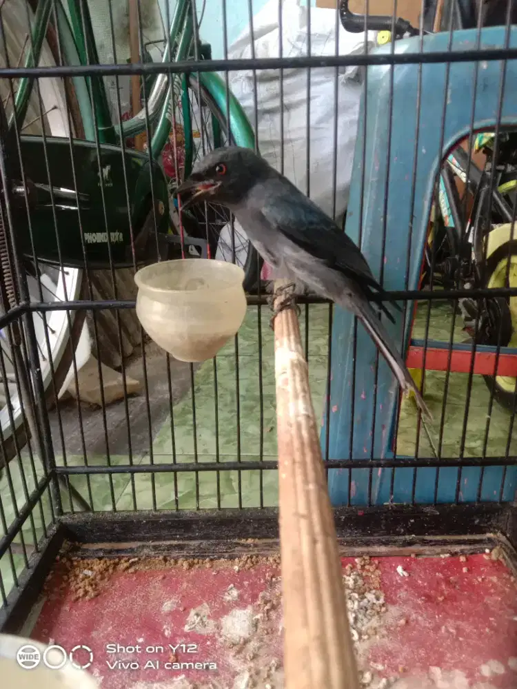 jual burung srigunting jantan bunyi udh makan pur total