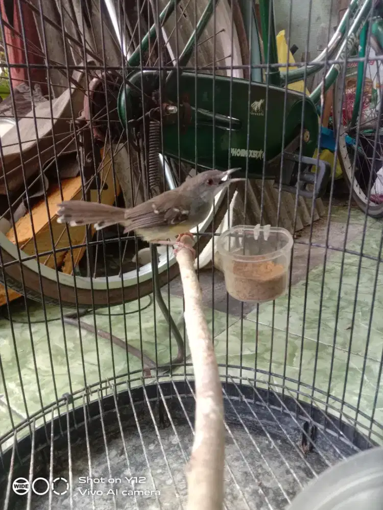 jual burung prenjak putih jantan bunyi makan semi pur