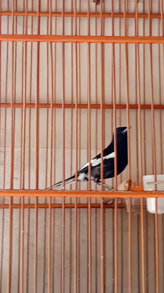 Kacer dada item hitam bunyi gak gacor burung semi jinak sama sangkar