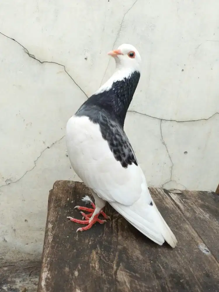 Burung dara merpati blantong sepasang