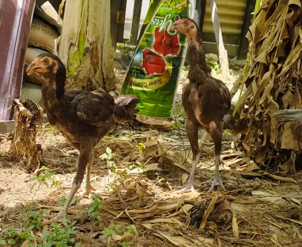 Anak Ayam Khoytrad