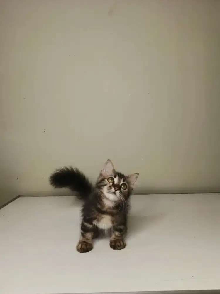 Munchkin mix jantan & betina