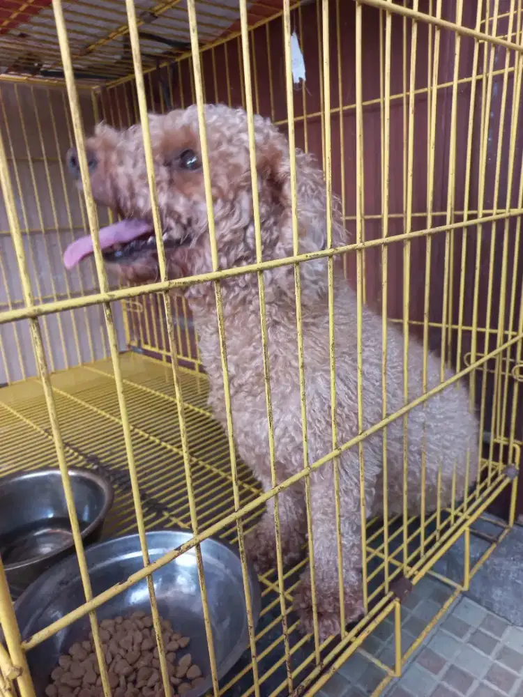 Anjing poodle red betina