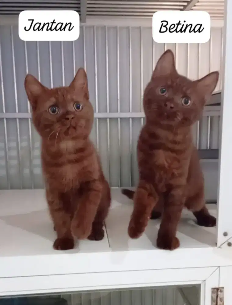 BRITISH SHORTHAIR / BSH CHOCO