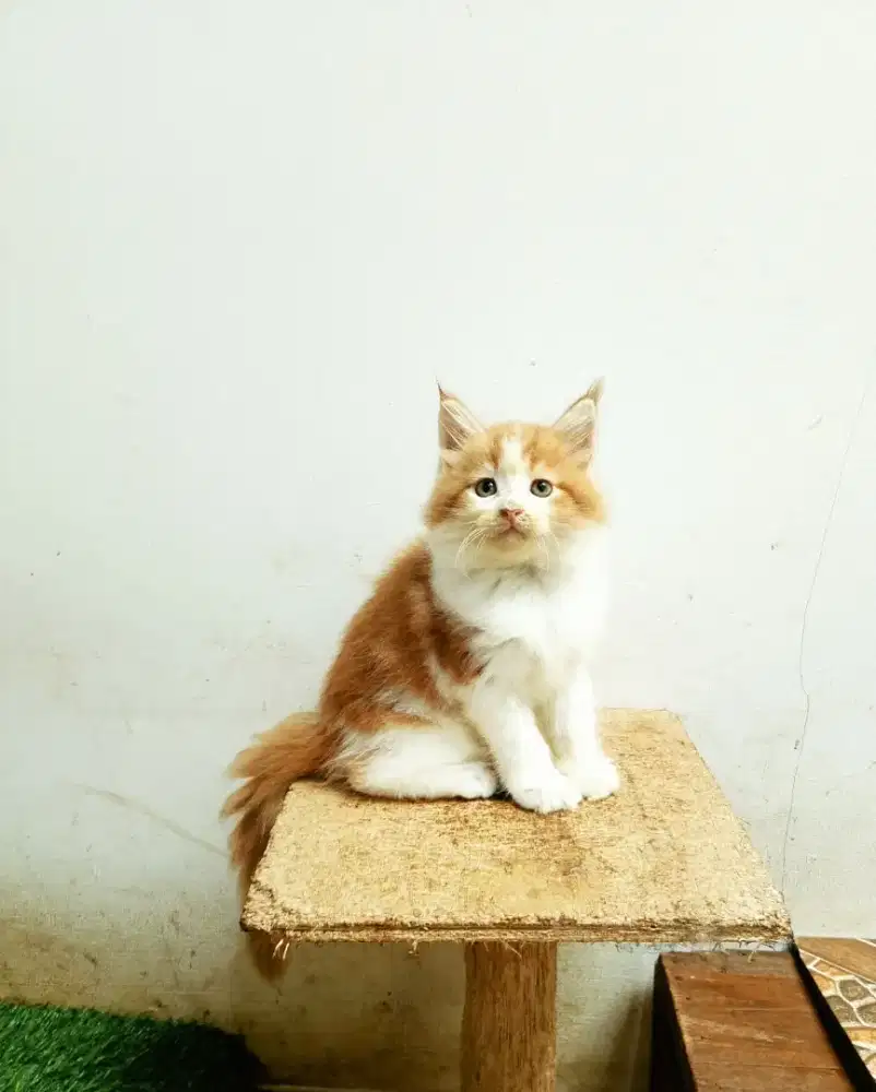 Kitten MaineCoon Betina Pure No mix. Garansi