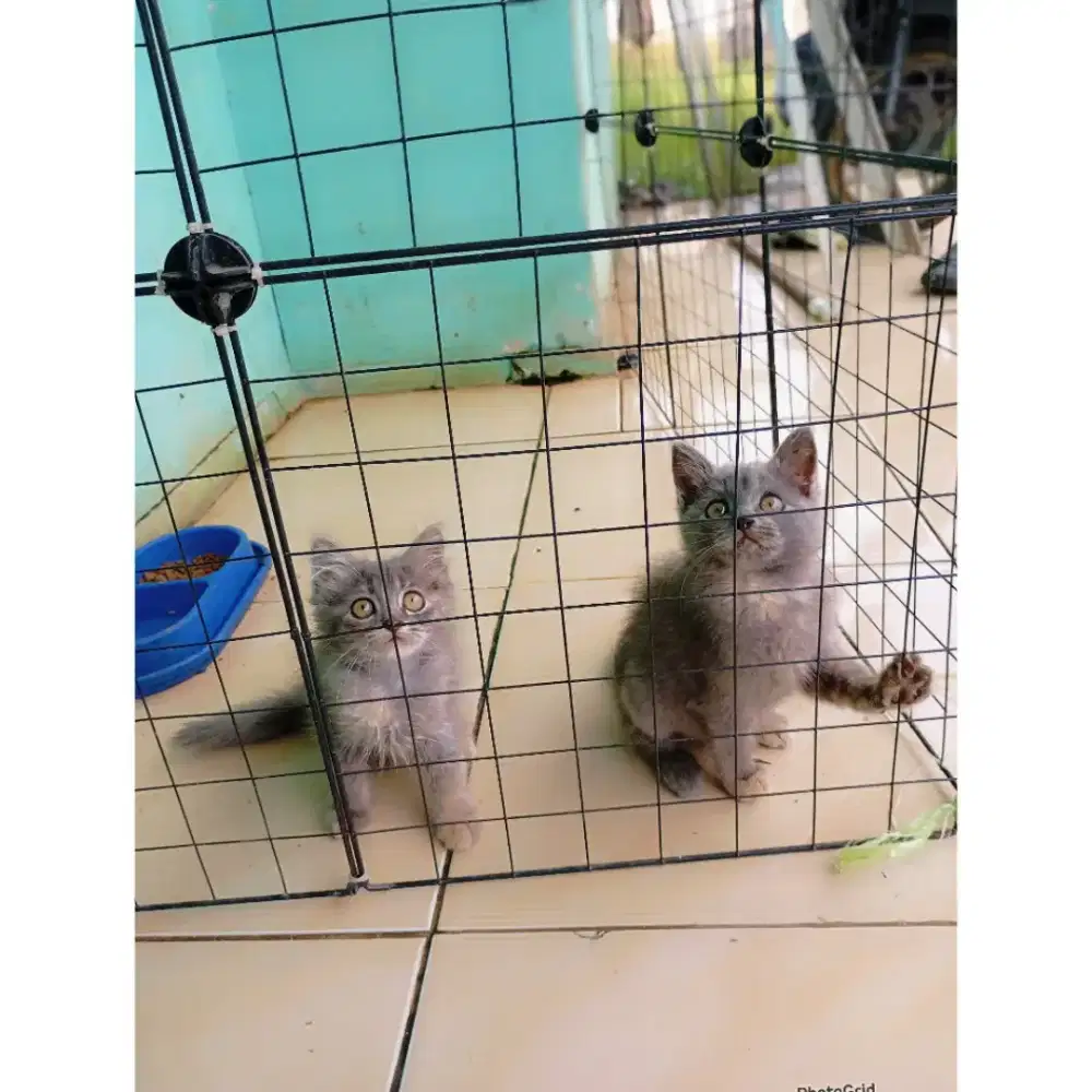 Kitten 2 bln mix BSH x persmed