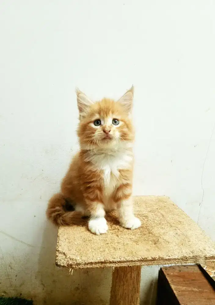 Kitten MaineCoon Betina Pure No mix. Garansi