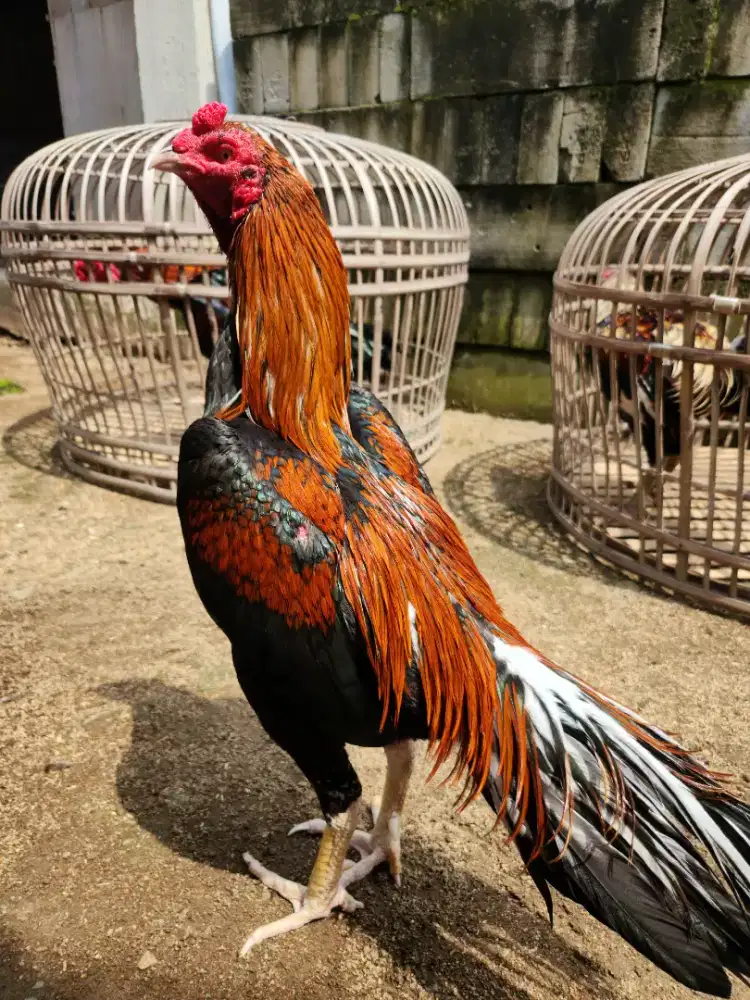 Ayam bangkok klasik mewah super tadah kuat jalu super