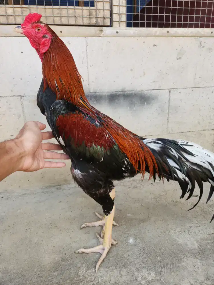 Ayam banhkok bk klasik x pakoy super pukul triple drumban bervideo