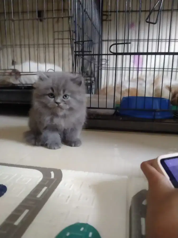 Kitten Persia jantan