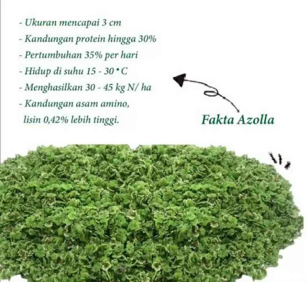 Bibit Azolla (pakan alternatif)