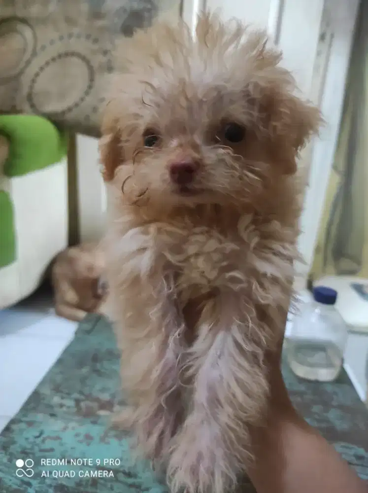 Tiny Poodle Apricot red nose