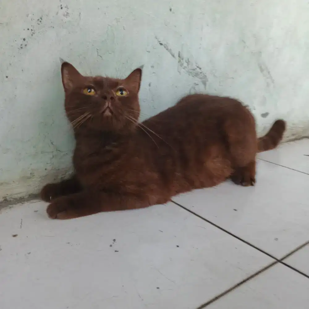 BSH British Short Hair Betina coklat Chocolate
