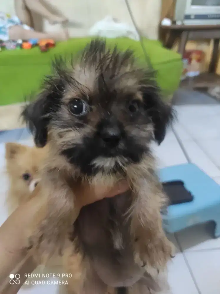 Puppy Mini Shihtzu mix