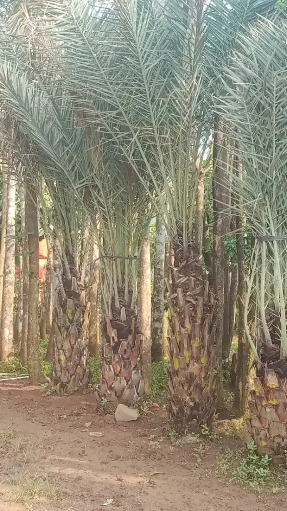 Jual pohon kurma tampungan