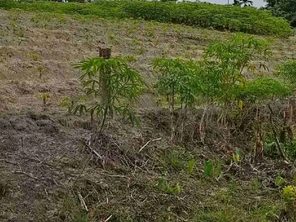 Tanah kavling Siap Bangun Di Samping Tanah Pemko kota Pekanbaru