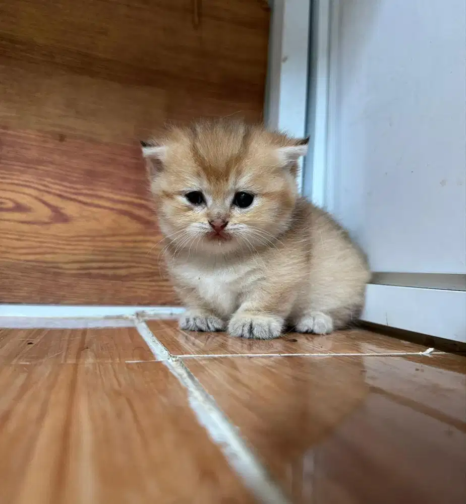 Gaelic munchkin golden / BSH munchkin / scottish fold gold betina