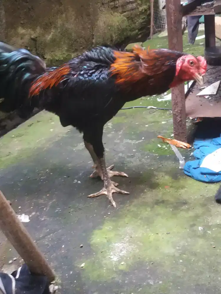 Ayam aduan Bangkok jantan