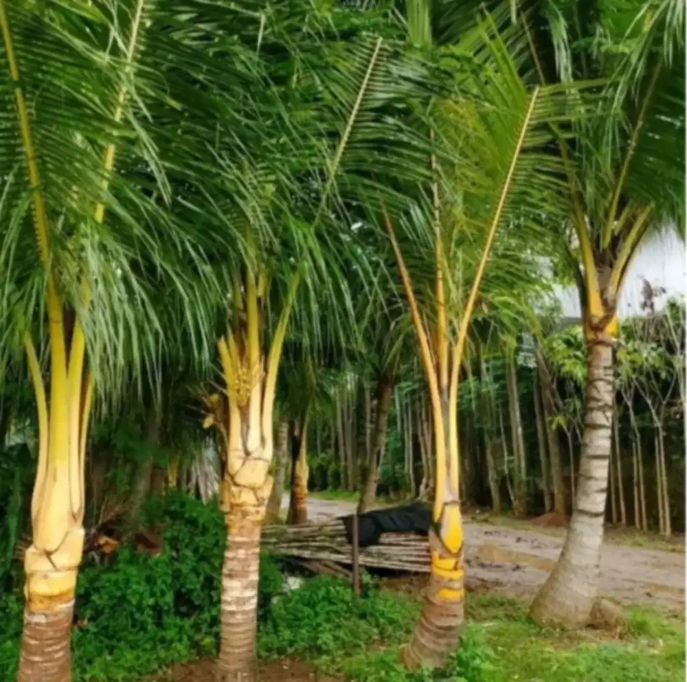 Jual pohon kelapa kuning dan kelapa hijau