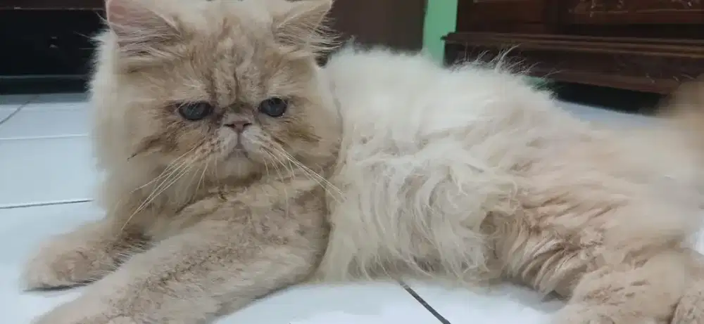 Persian kitten, red solid, gembul lucu,