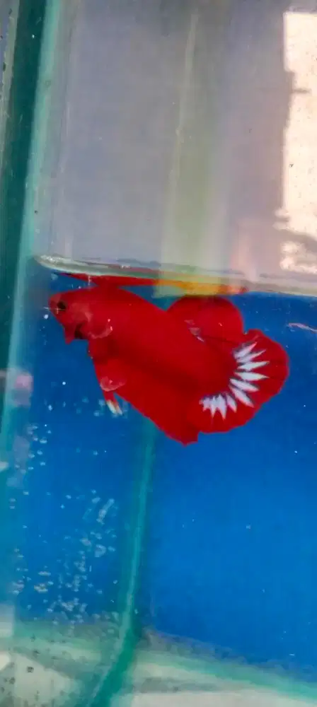 Ikan cupang red Hellboy