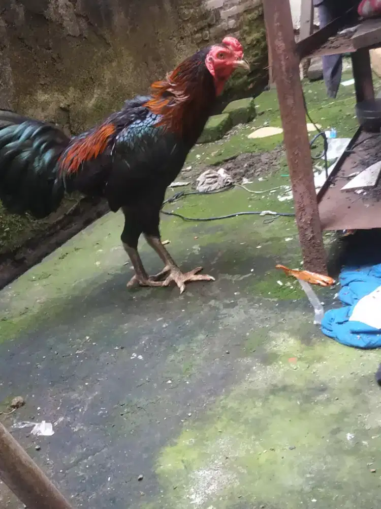 Ayam jantan Bangkok 4.5