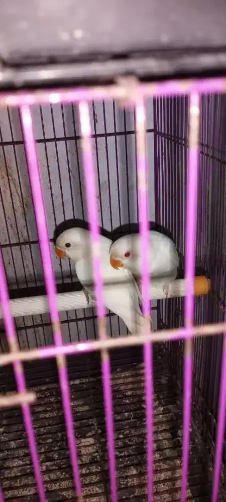 Lovebird paud albino mm & Rm sepasang