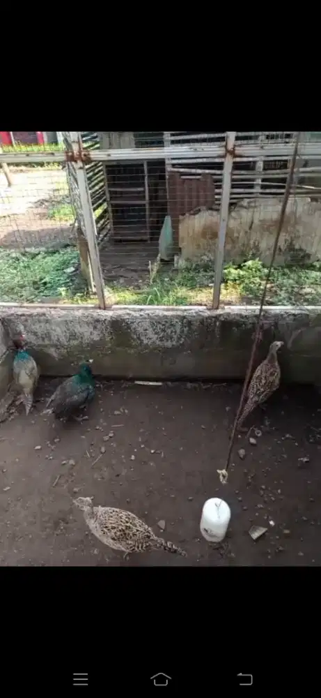 ringneck pheasen/ayam pegar