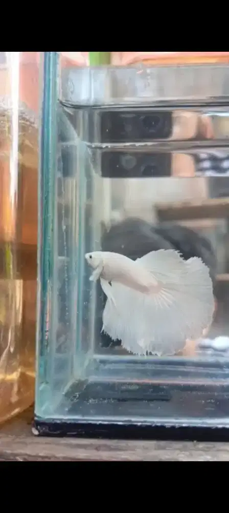 Ikan cupang white plakat halfmoon