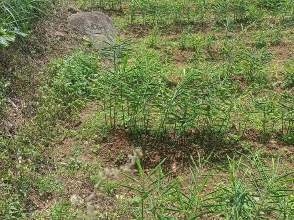 DIJUAL CEPAT MURAH TANAH DI BANJARAN COCOK UNTUK VILLA, PERTANIAN ATAU PERKEBUNAN DENGAN VIEW KOTA BANDUNG