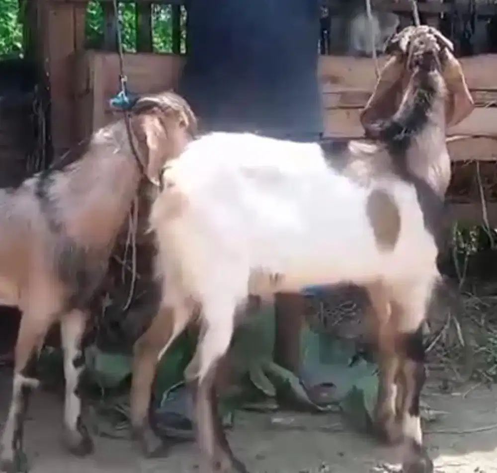 Kambing Ekonomis siap Kurban Qurban Domba