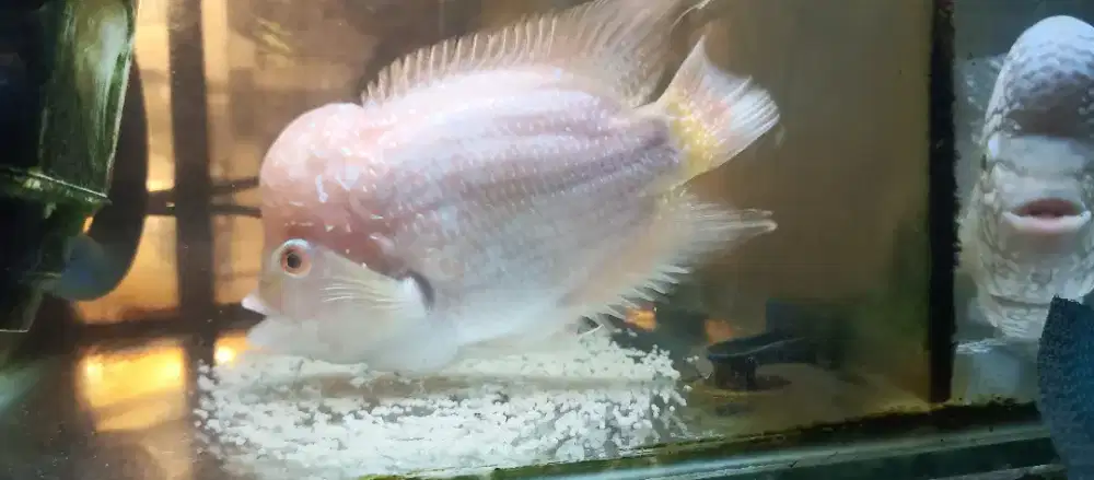 Louhan female Golden Base