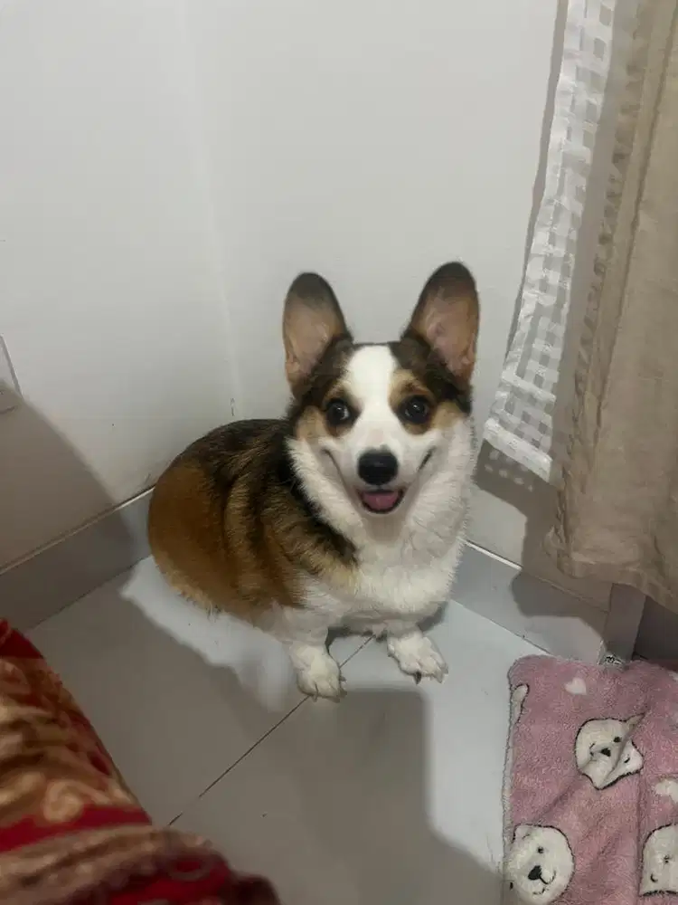 Dibutukan ART menginap + Urus Doggy