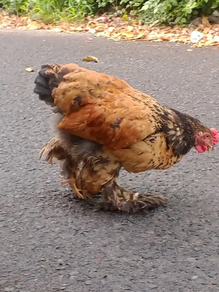 Ayam hias Brahma