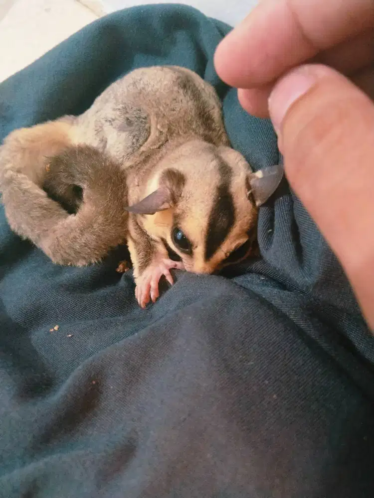Sebuah sugar glider