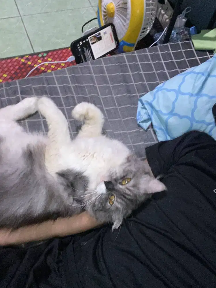 Jual kucing persia long hair