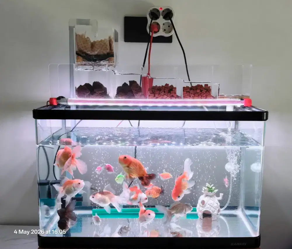 Aquarium bekas 60cm + ikan full set