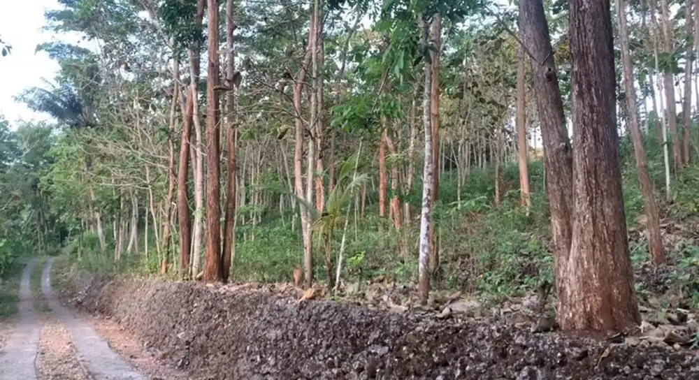 Dijual tanah tegal area perkampungan + bonus full  kayu
