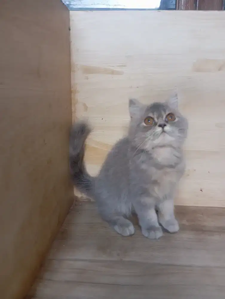 Kucing BSH Mix Persia