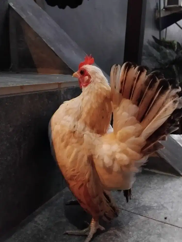 Ayam serama berina