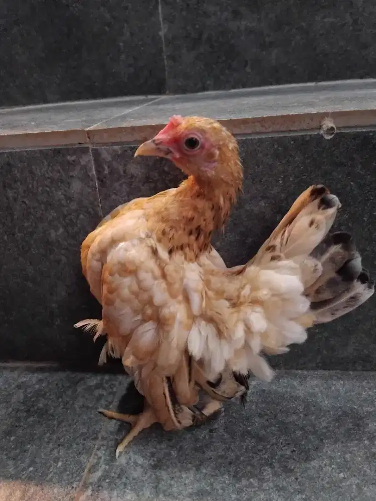 Ayam serama  remaja betina umur 6 bulan